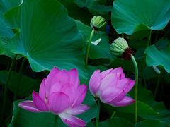 -保定东湖公园(莲池区)