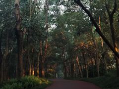 -紫金山山顶公园