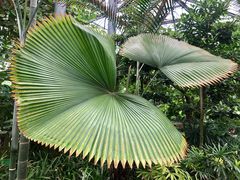 -华南国家植物园-售票处