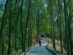 -火炉山森林公园