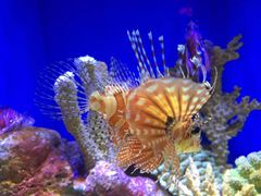 -上海海洋水族馆