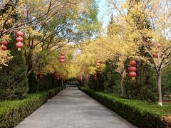-大槐树寻根祭祖园