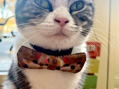 -猫小院猫主题餐厅(南锣旗舰店)
