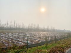 -上海长兴岛郊野公园