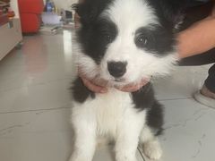-达爱动物医院·犬猫分区·CT·复杂眼科(远洋山水分院)