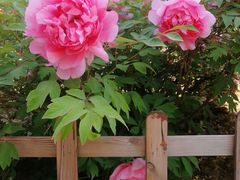 -石家庄市植物园