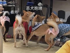 -逗柴咖啡屋·狗咖猫咖宠物桌游