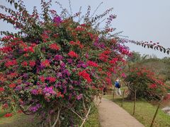 -中国科学院西双版纳热带植物园
