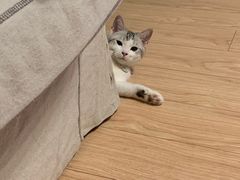 -小牛叔鲜切牛肉·火锅·烤肉自助(公济桥路店)