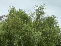 -西湖文化广场