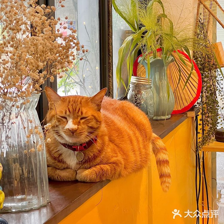 广州温馨蛋糕店🍰猫咪鲜花下午茶幸福感up💓