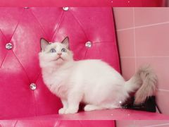 -Bastet sally猫舍购宠(静安店)