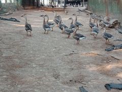 -鄱阳湖国家湿地公园