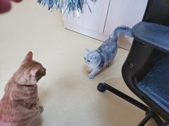 -芭比堂动物医院·犬猫全科·异宠专科(雁塔分院)