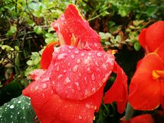 -三圣花乡旅游区