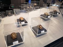 -北京周口店北京人遗址博物馆