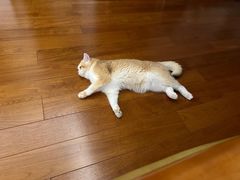 -纳吉亚猫专科动物医院博雅分院