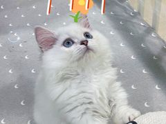 -十年猫舍·猫咪专门店(普陀店)