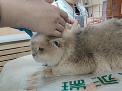 -瑞派宠物医院·24h·骨外科·皮肤科·全科宠物医疗转诊中心(沈阳浑南院)