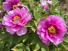 -合肥三国新城遗址公园