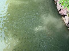 -巡塘古镇