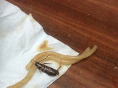 -正宗螺蛳粉(幸福路店)