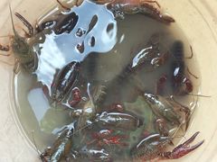 -同銮特种养殖场·龙虾垂钓