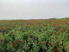 -洪湖湿地生态园