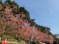 -南山植物园