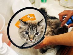 -熊小胖宠物生活馆(天华园店)