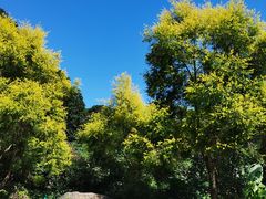 -广州市帽峰山景区