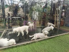 -呀路古热带植物园