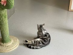 -Cappucimeow猫咪咖啡馆(韦伯时代店)