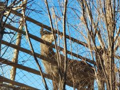 -青藏高原野生动物园