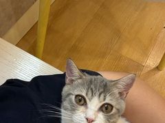 -猫咪派对(江南西店)