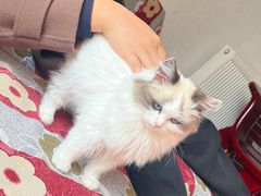 -pd派德宠物中心医院24H急重症·眼科中心·血液透析中心(嵩山北路店)