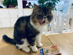 -李小姐の猫咖啡馆(五角场店)