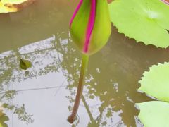 -吴家馄饨
