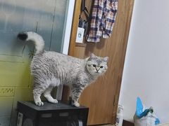 -动物缘宠物医院·骨科·猫科(西二环店)