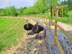 -大连森林动物园