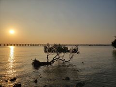 -宝安西湾红树林湿地公园