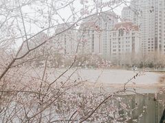 -桃花堤公园