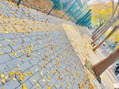-三里屯东五街银杏大道