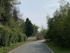 -都江堰中华大熊猫苑