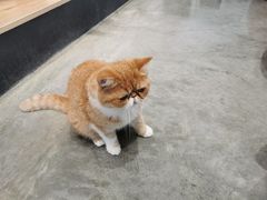 -瞄一喵猫咖(格力海岸店)