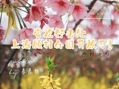 -顾村公园