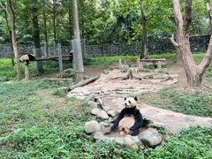 -都江堰中华大熊猫苑