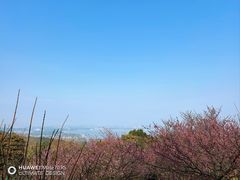 -香雪海