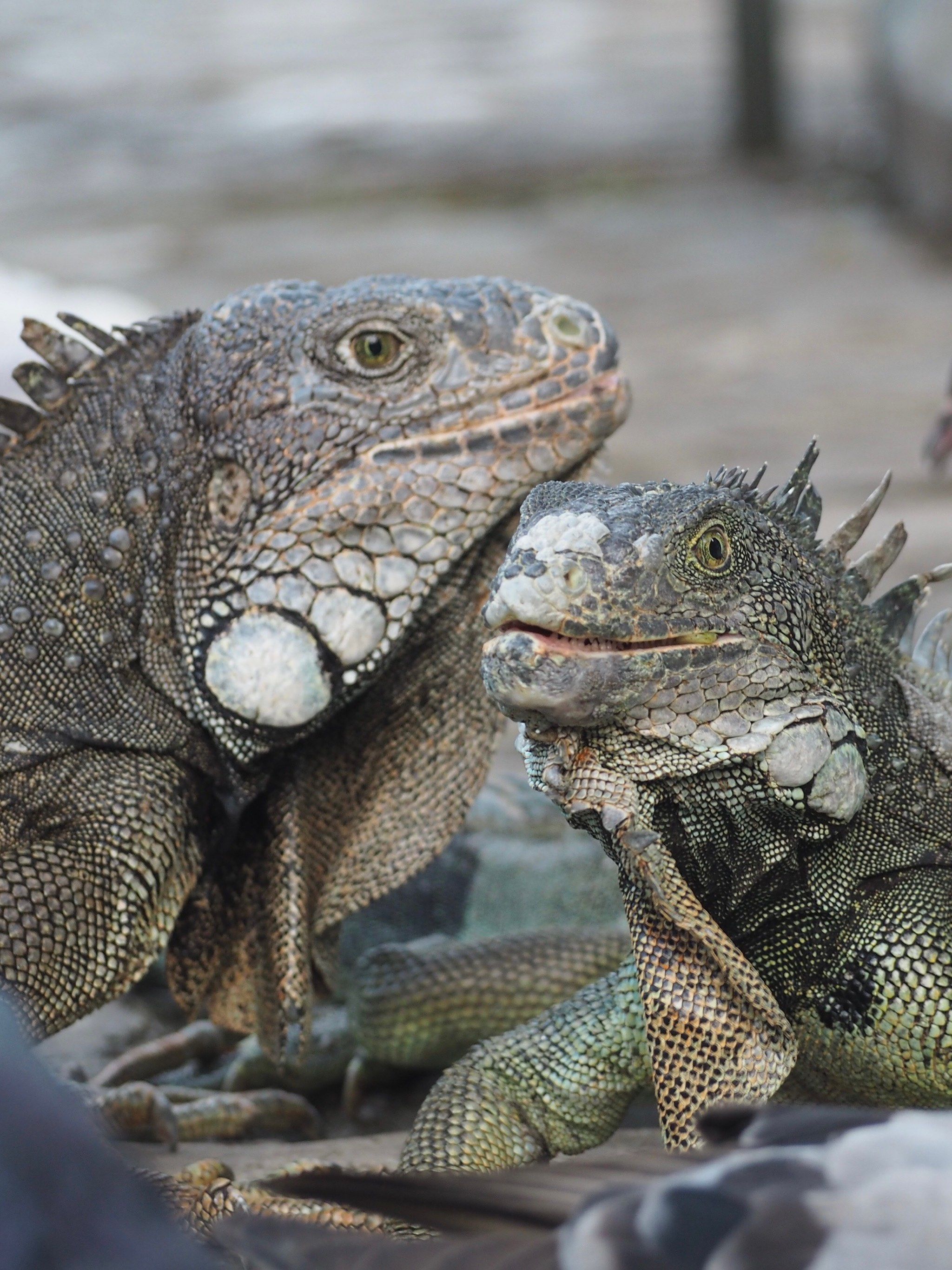厄瓜多尔公园蜥蜴满地爬,人与自然和谐共存