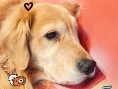 -和它·交个朋友·狗咖猫咖(爱琴海店)